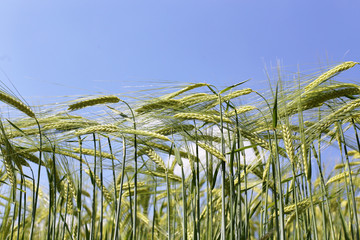 young barley field