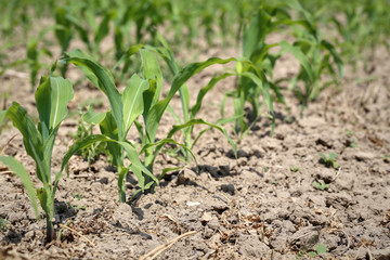 young corn field
