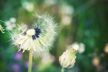 Beautiful dandelion flower on a green garden