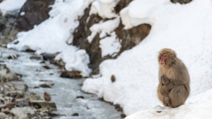Obraz premium Makaken im Jigokudani Yaen-Koen Park in Yudanaka, Japan