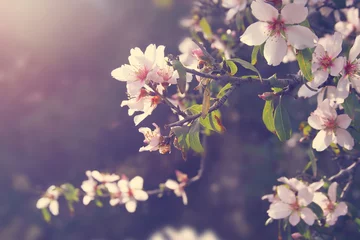 Foto auf Acrylglas Blumen und Pflanzen Hintergrund des weißen Kirschblütenbaums des Frühlings. selektiver Fokus.