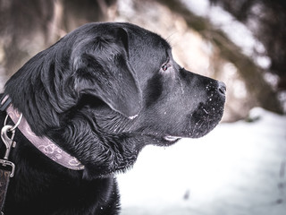 Portrait of Black Labrador Retriever in the winter.