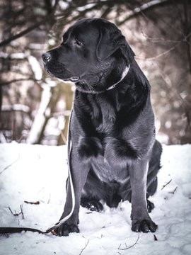 Portrait of Black Labrador Retriever in the winter.