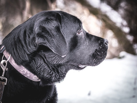 Portrait of Black Labrador Retriever in the winter.