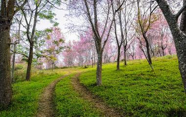 Trail leading to the Wild Himalayan cherry blossom forest in Thailand