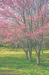 Fototapeta premium Wild Himalayan cherry blossom forest in full bloom, Thailand. Vintage color tone image.