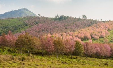 Fototapeta na wymiar Landscape of Wild Himalayan cherry blossom forest in full bloom, Thailand