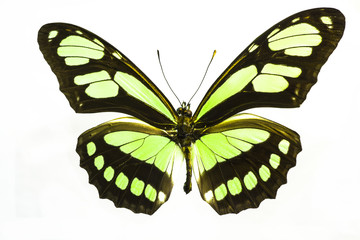 Macro photo of a beautiful lime green butterfly.  This is a Philaethria Dido Recto Longwing species from South America.   © Tammy J Kelly