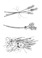 lavender ink drawing