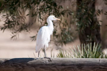 Cattle egrets