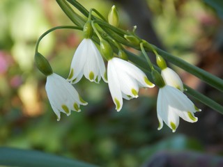 Obraz premium Märzenbecher