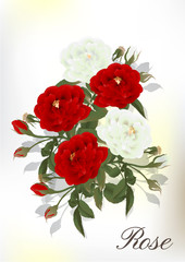 Obraz na płótnie Canvas Beautiful rose isolated on white