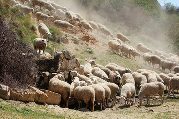 Fototapeta premium A herd of sheeps in Segovia, Spain 