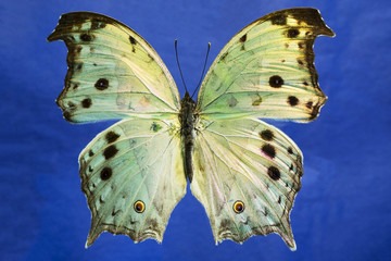 Colorful and iridescent Mother of Pearl butterfly on a purple background..  This is an African...