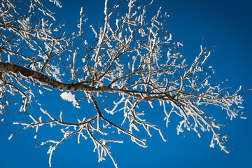 Frozen trees and white frosty branches beautiful winter on bright blue sky background