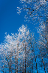 Frozen trees and white frosty branches beautiful winter on bright blue sky background