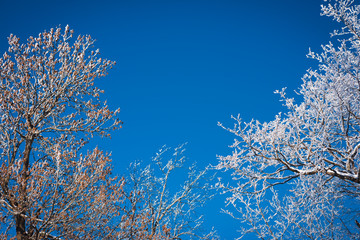 Frozen trees and white frosty branches beautiful winter on bright blue sky background