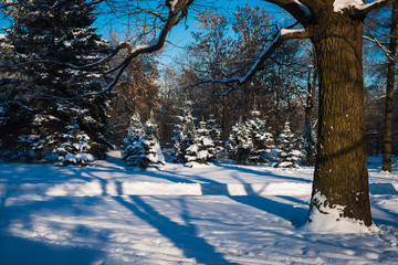 Early snowfall sunset in a winter forest park, snow covered trees, play of light, shadows on the snow, and colors. Beauty of the cold season. Blue sky background