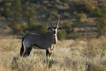 Gemsbok, Oryx gazella, Kgalagadi Transfrontier Park, Kalahari desert, South Africa