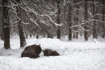 Two bison in a snow-covered winter forest