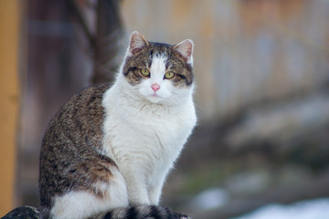 sitting cat outside in winter
