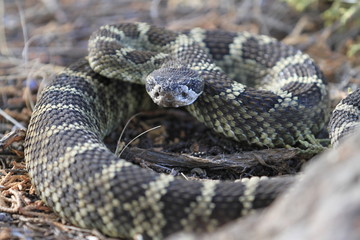 wild rattlesnake seen in smith rock state park, oregon