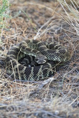 Fototapeta premium wild rattlesnake seen in smith rock state park, oregon