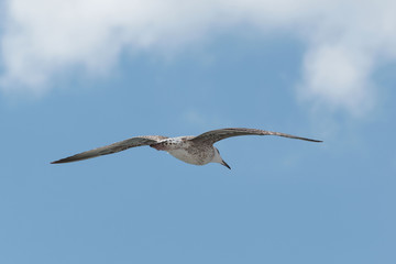 Sea gull in the fly
