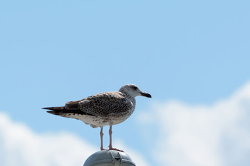 Sea gull standing on a lamp