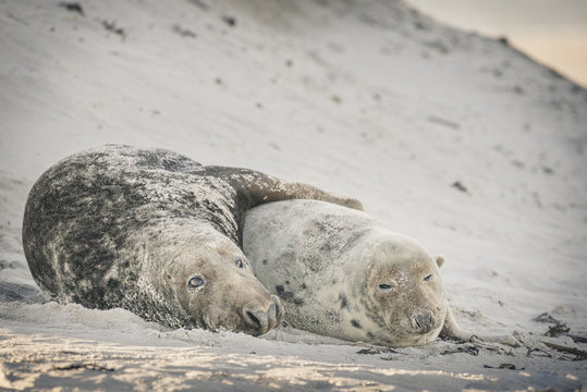 Germany, Helgoland, pair of grey seals lying on the beach after mating
