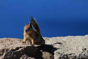 squirrel at crater lake, oregon, united states