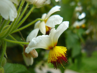 Admire the beauty of the flowers, in all their splendor gardens, roses, orchids, violets, daisies, petals and green a rainbow of colors gift of nature. 