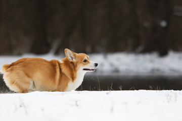dog in the winter park