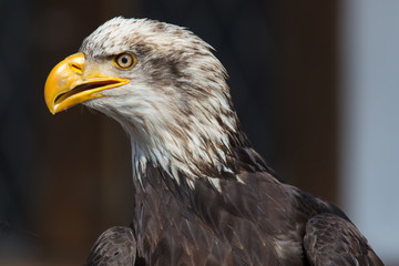 Obraz premium Portrait Weißkopfseeadler 