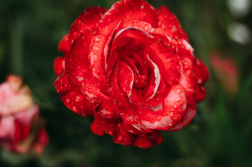 rose, flower, red, garden, nature, love, pink, flowers, bloom, beauty, roses, plant, green, petals, valentine, macro, petal, flora, blossom, summer, romance, floral, gift