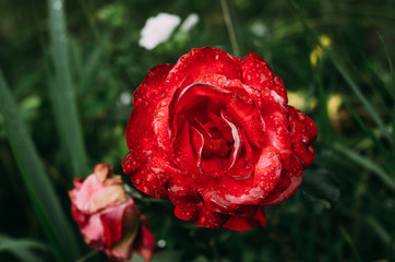 rose, flower, red, nature, love, garden, pink, roses, beauty, valentine, macro, plant, green, flowers, petal, romance, bloom, summer, petals, gift, blossom, floral, romantic, flora