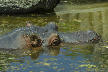 Hippo head