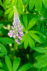 flower, nature, plant, pink, flowers, green, purple, spring, garden, flora, blossom, summer, lilac, bloom, macro, beauty, field, leaf, grass, wild, leaves, blooming, color, floral, closeup