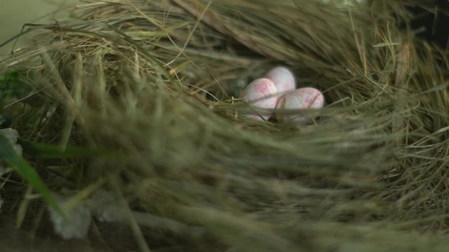 White rose quail eggs in the nest