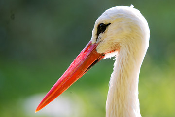 Storch