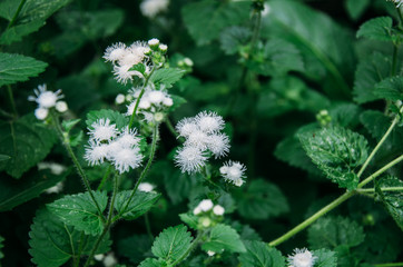 nature, flower, green, plant, flowers, summer, pink, macro, garden, abstract, spring, blue, white, dandelion, grass, flora, blossom, meadow, natural, leaf, season, floral, wild, bloom, color