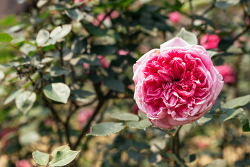 Pink peony flower with green leaves in the background at Ham Rong Mountain Park in Sa Pa, Vietnam.