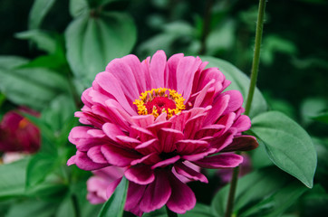 flower, pink, nature, garden, plant, flowers, zinnia, yellow, green, flora, summer, bloom, blossom, beauty, floral, macro, petals, spring, petal, daisy, purple, close-up, bright, color, red