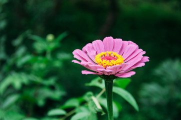 flower, pink, nature, plant, garden, green, flowers, summer, flora, yellow, bloom, macro, cosmos, beauty, purple, daisy, spring, zinnia, petal, floral, blossom, color, red, bright, blooming