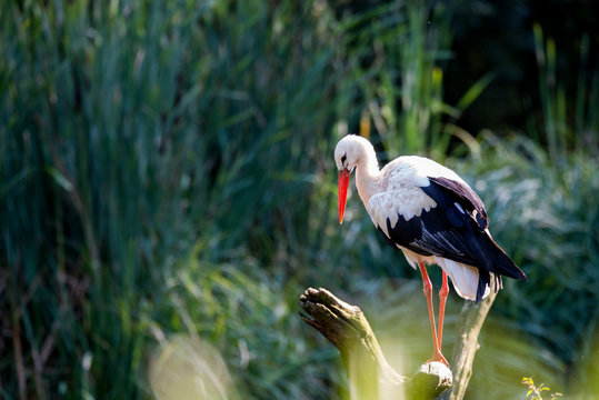 Storch