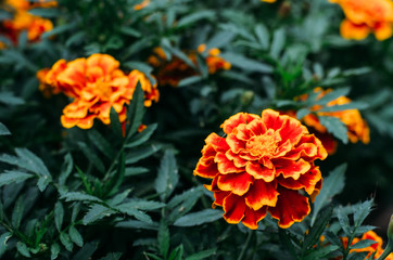 flower, orange, flowers, marigold, nature, garden, yellow, plant, green, red, summer, beauty, flora, tagetes, bloom, spring, floral, blossom, petal, macro, colorful, blooming, bright, closeup, marigol