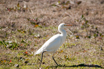 Cattle egrets