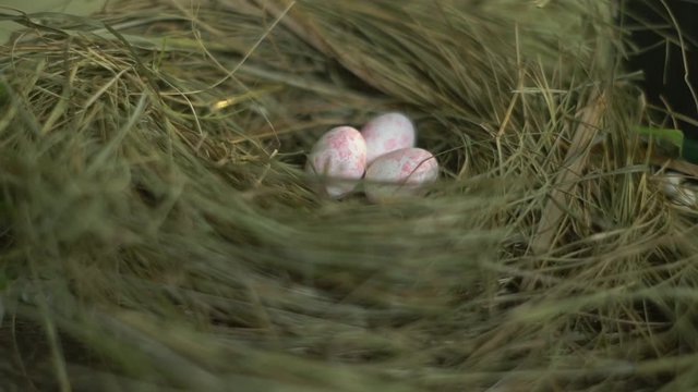 White pink eggs in a grass nest