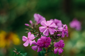 Fototapeta premium flower, pink, nature, flowers, purple, garden, plant, summer, flora, green, bloom, spring, blossom, violet, beauty, macro, floral, petal, geranium, petals, leaves, leaf