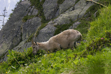 Alpine ibex in a natural environment. The French Alps.
